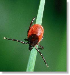 Weibchen der Gemeinen Zecke (Ixodes ricinus) in Lauerstellung