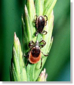 Mnnchen (oben) und Weibchen (unten) der Gemeinen Zecke (Ixodes ricinus)