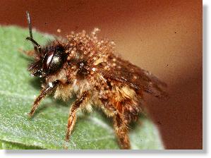 Mauerbiene mit Mauerbienen-Milbe Chaetodactylus osmiae