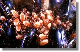 Mistkfer Geotrupes stercorarius mit Schmarotzermilbe Parasitus coleoptratorum