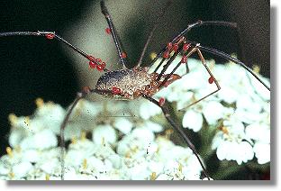 Laufmilben (Trombidiidae) auf einem Weberknecht (Phalangium opilio)