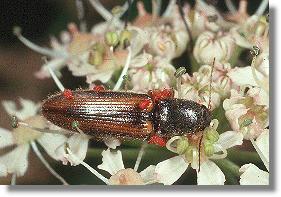 Laufmilben auf Schnellkfer (Denticollis linearis)