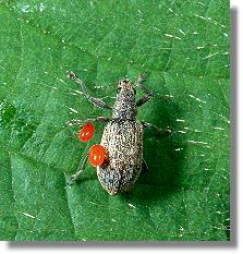 Laufmilben auf Rsselkfer (Phyllobius spec.)