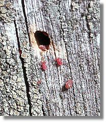 Laufmilben am Nesteingang der Wildbiene Chelostoma florisomnis