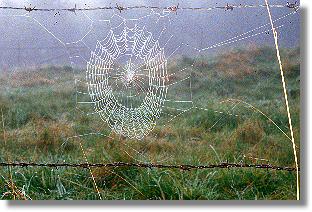 Fangnetz einer ausgewachsenen Garten-Kreuzspinne (Araneus diadematus)