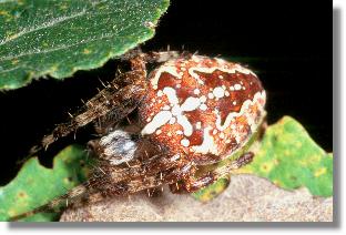 Weibchen der Garten-Kreuzspinne (Araneus diadematus)