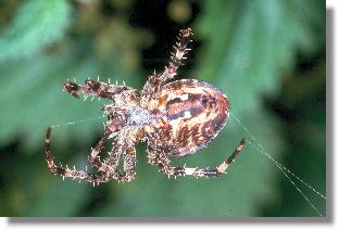 Weibchen der Garten-Kreuzspinne (Araneus diadematus) von der Bauchseite