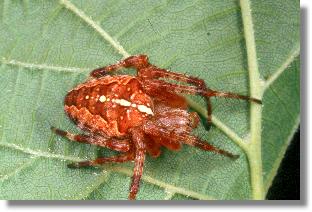 Farbvariante der Garten-Kreuzspinne (Araneus diadematus)