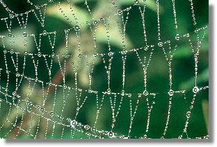 Ausschitt aus dem Fangnetz der Garten-Kreuzspinne (Araneus diadematus)