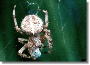 Garten-Kreuzspinne (Araneus diadematus) mit Beute