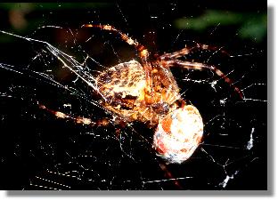  Garten-Kreuzspinne (Araneus diadematus) mit Beute