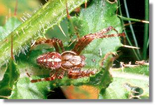 Mnnchen der Garten-Kreuzspinne (Araneus diadematus) 