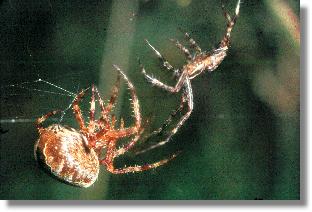 Männchen und weibchen der Garten-Kreuzspinne (Araneus diadematus)