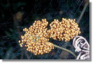 Jungspinnen der Garten-Kreuzspinne (Araneus diadematus) 