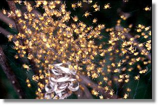 Jungspinnen der Garten-Kreuzspinne (Araneus diadematus) 
