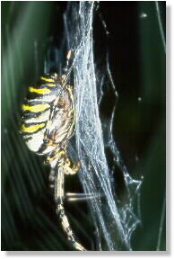 Upside down: mother spider in the centre of her web