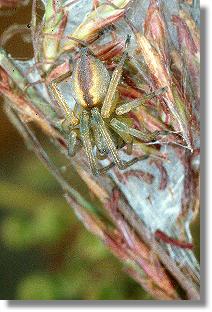 Cheiracanthium erraticum auf ihrem Gespinst