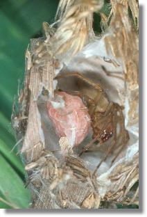 Geöffneter Kokon der Heide-Sackspinne (Cheiracanthium erraticum)