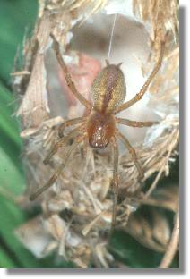 Heide-Sackspinne (Cheiracanthium erraticum) vor ihrem geffneten Kokon