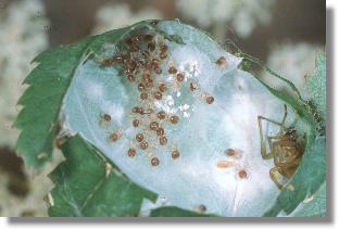 Nachwuchs im Gespinst der Heide-Sackspinne (Cheiracanthium erraticum)