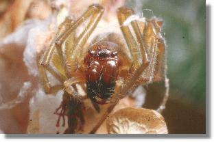 Portrt der Heide-Sackspinne (Cheiracanthium erraticum)