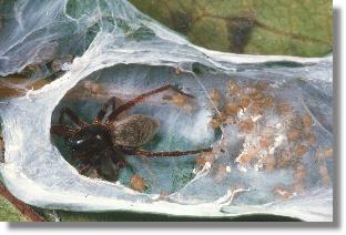 Jungtiere im Gespinst der Baum-Sackspinne (Clubiona pallidula)