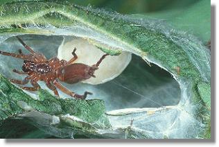 Geffnetes Gespinst der Sumpf-Sackspinne (Clubiona reclusa)