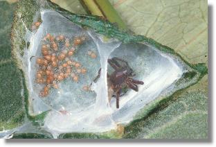 Jungtiere im Gespinst der Sumpf-Sackspinne (Clubiona reclusa)