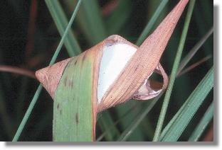 "Grasknoten" der Moor-Sackspinne (Clubiona stagnatilis) von vorn