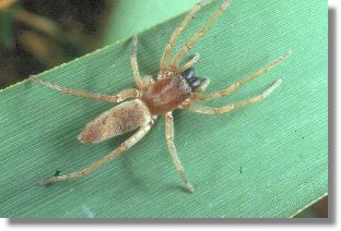 Weibchen der Moor-Sackspinne (Clubiona stagnatilis)