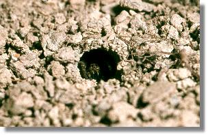 Kaum sichtbar: Die Erd-Wolfspinne (Trochosa terricola) in ihrer selbst gegrabenen Hhle