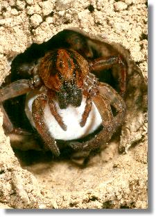 Rckenzeichnung der Erd-Wolfspinne (Trochosa terricola)