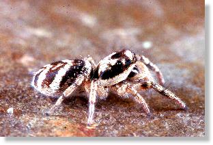 weibliche Zebra-Springspinne (Salticus scenicus)