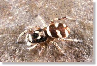 weibliche Zebra-Springspinne (Salticus scenicus)