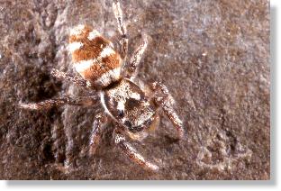 weibliche Zebra-Springspinne (Salticus scenicus) mit hellbrauner Grundfarbe