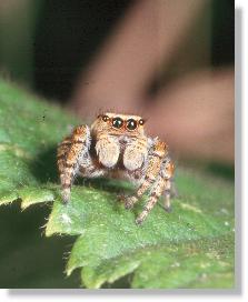 weibliche Zebra-Springspinne (Salticus scenicus) mit hellbrauner Grundfarbe