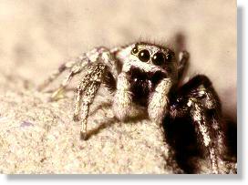 Mnnchen der Zebra-Springspinne (Salticus scenicus) in Frontalansicht