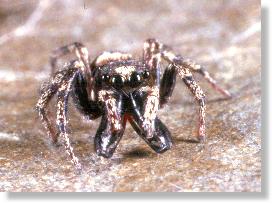 Mnnchen der Zebra-Springspinne (Salticus scenicus) mit Chelizeren