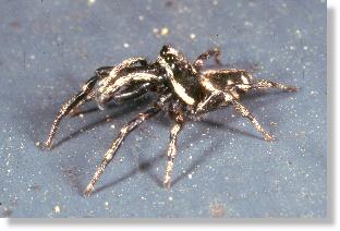 Zebra-Springspinne (Salticus scenicus) in Angriffshaltung