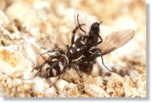 Zebra-Springspinne (Salticus scenicus) mit erbeuteter Fliege