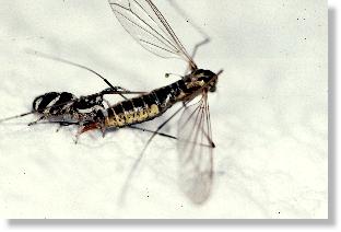 Zebra-Springspinne (Salticus scenicus) mit erbeuteter Schnake