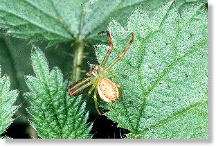 Mnnchen der Grnbraunen Krabbenspinne (Diaea dorsata)