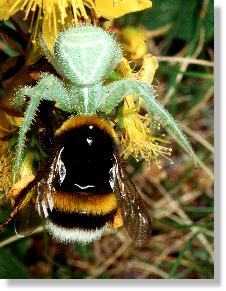 Weibchen der Riangel-Krabbenspinne (Heriaeus graminicola) mit erbeuteter Erdhummel