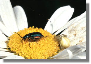 Wow, I like pollen! What is the lady doing there in that corner, I wonder...