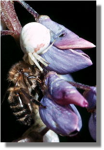 Soo, mein kleines Bienchen...ganz locker hngen, gleich isses vorbei!