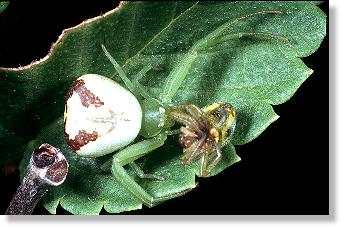 Weibchen der Dreirund-Krabbenspinne (Misumenops tricuspidata)