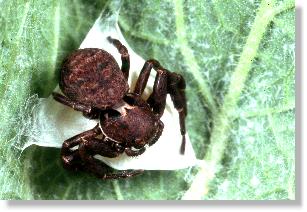 Weibchen der Krabbenspinne Ozyptila praticola auf ihrem Kokon