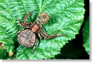 Weibchen der Krabbenspinne Ozyptila spec.