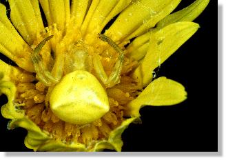 Weibchen der Gehckerten Krabbenspinne Thomisus onustus