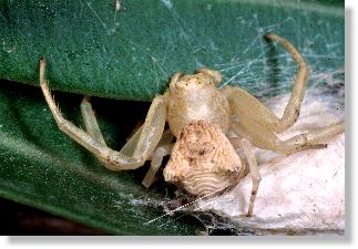 Weibchen der Gehckerten Krabbenspinne Thomisus onustus